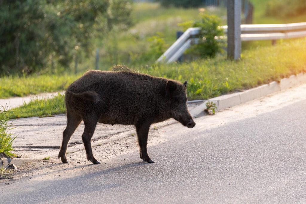 Fête de la Chasse - 15 août - Vernoil le Fourrier