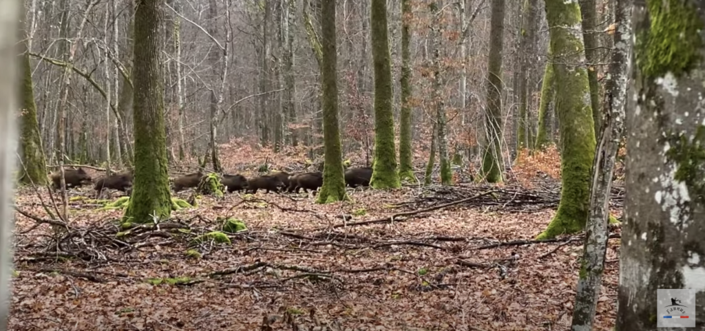 Vidéo - battue aux sanglier