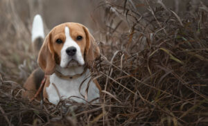 Beagle chasse le lapin