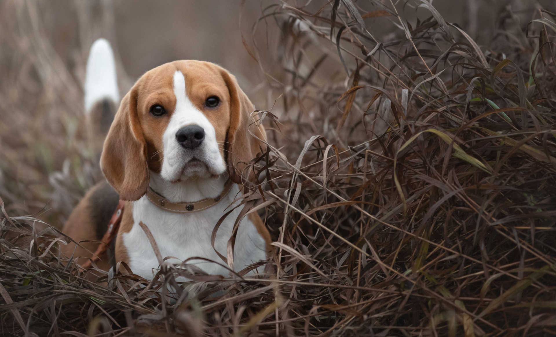 Beagle chasse le lapin