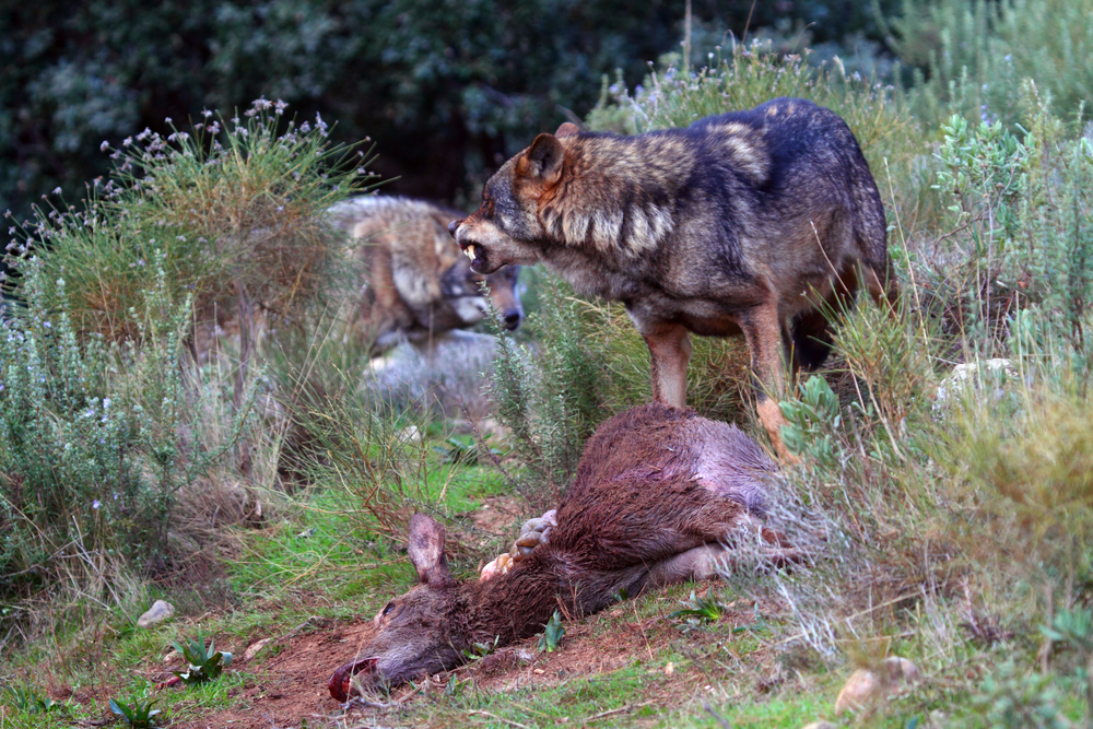 Loups consomment une biche