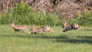 Lapin de Garenne