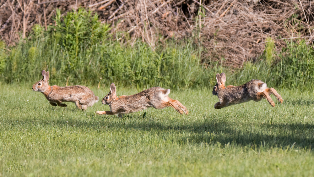 Lapin de Garenne