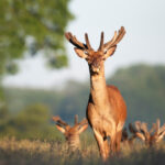 Comptage des cerfs dans le département du doubs