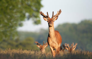 Comptage des cerfs dans le département du doubs