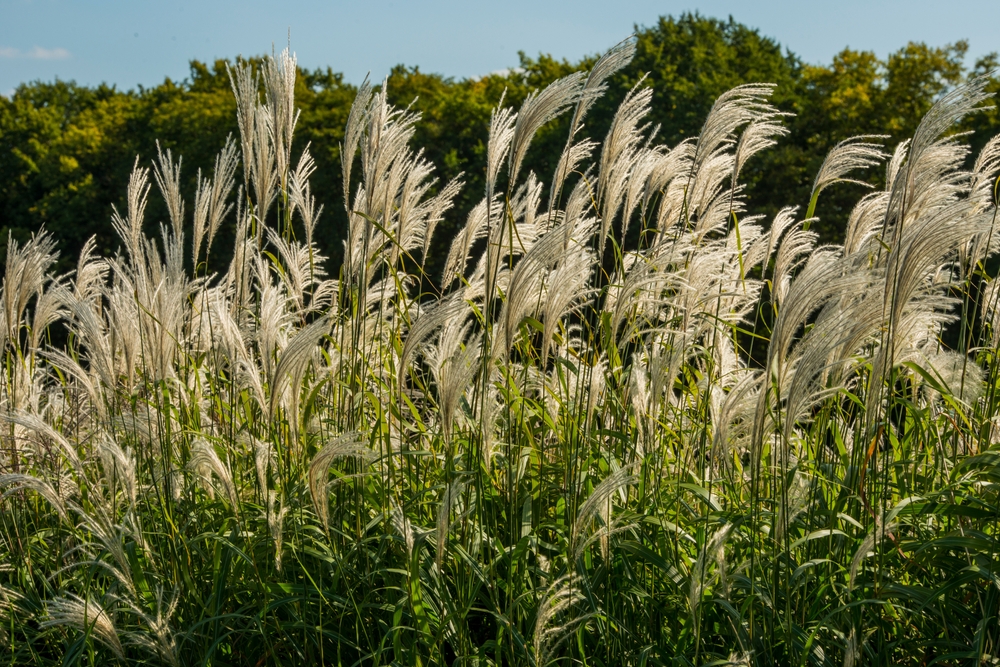 Miscanthus