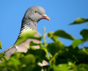 Pigeon Ramier